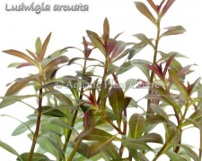 Ludwigia arcuata